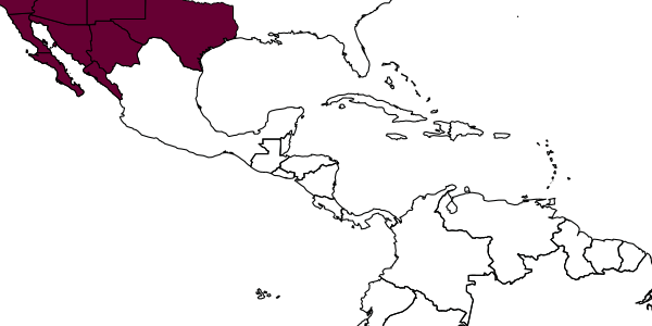 map of Tachysphex yolo     Pulawski, 1982